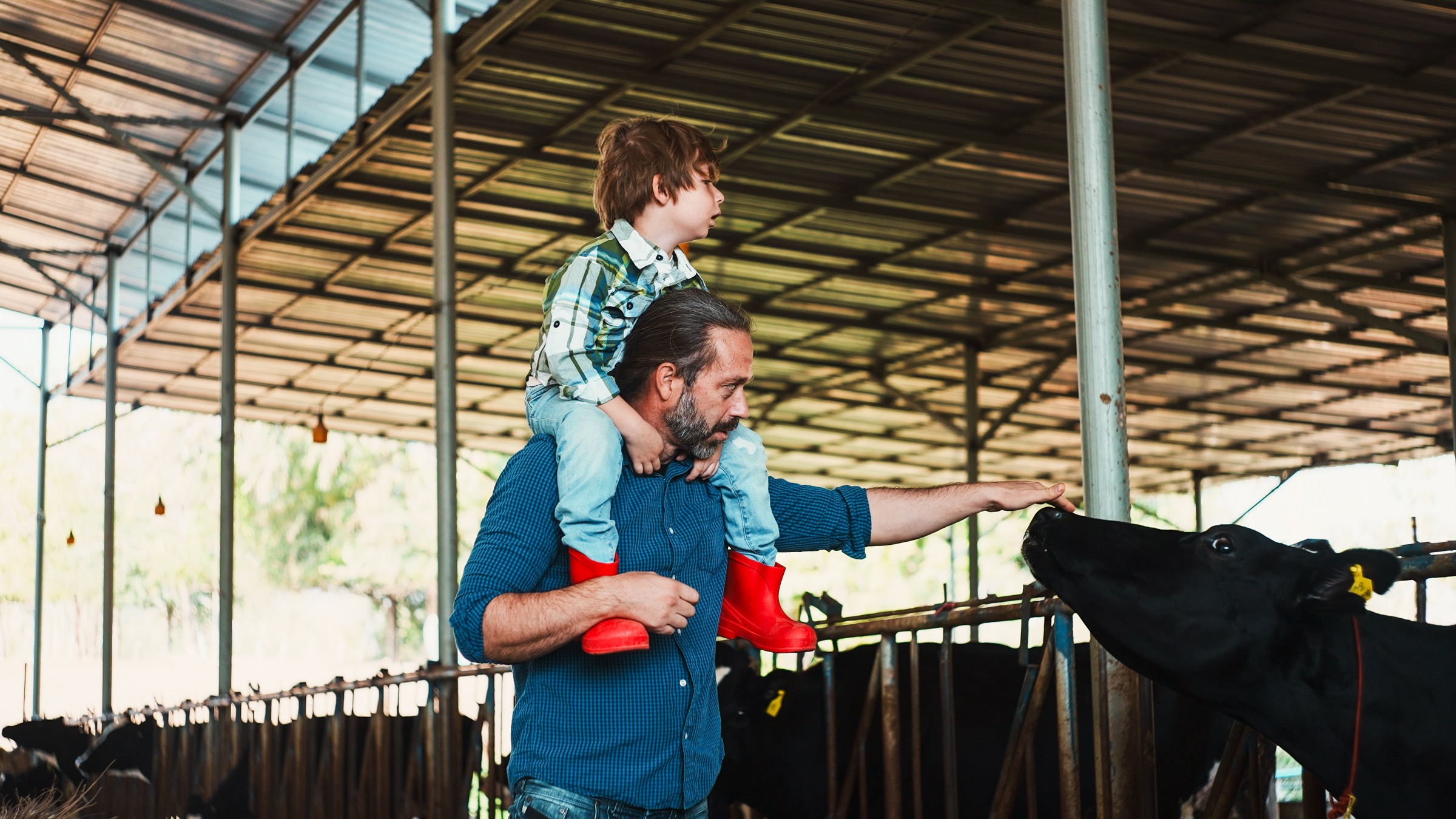 A father carrying his young son on his shoulders reaches out to pet a cow in a cattle barn